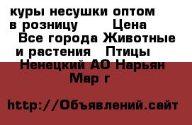 куры несушки.оптом 160 в розницу 200 › Цена ­ 200 - Все города Животные и растения » Птицы   . Ненецкий АО,Нарьян-Мар г.